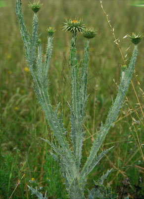Onopordum macracanthum