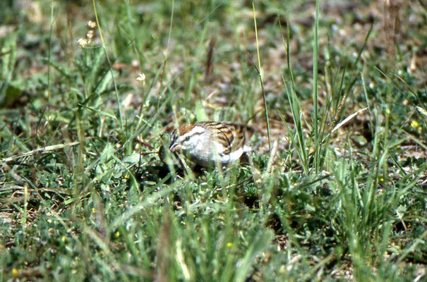 Chipping Sparrow