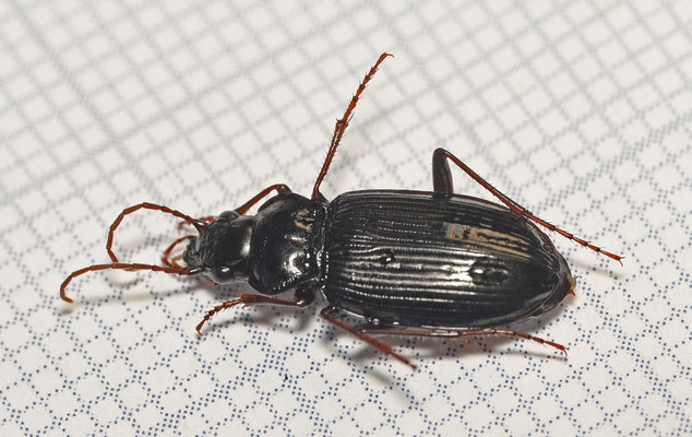 Nebria salina - Heidekortnek