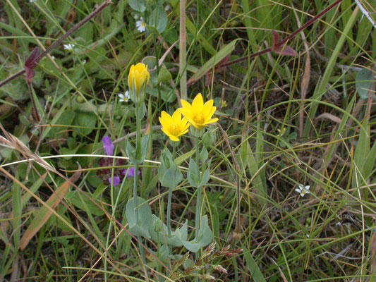 Blackstonia perfoliata subsp. serotina - Herfstbitterling