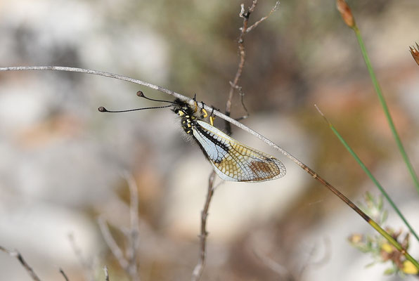 Vlinderhaft - Libelloides coccajus