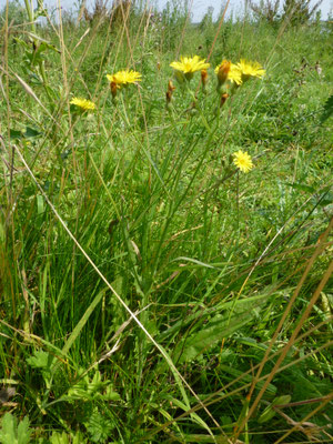 Crepis capillaris - Klein streepzaad