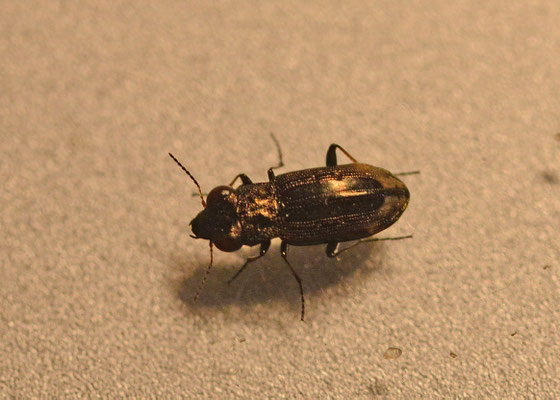 Notiophilus quadripunctatus - Vierpuntspiegelloopkever