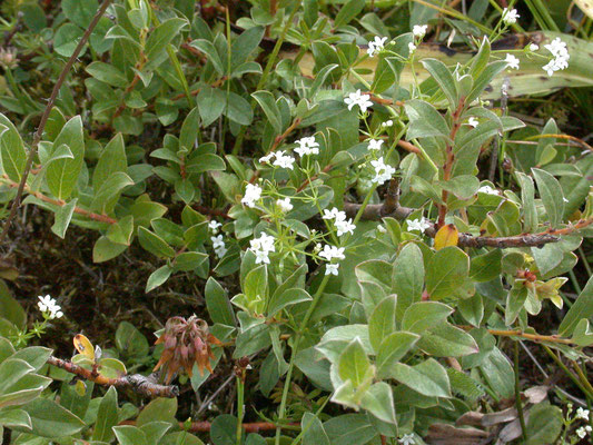 Galium uliginosum - Ruw walstro