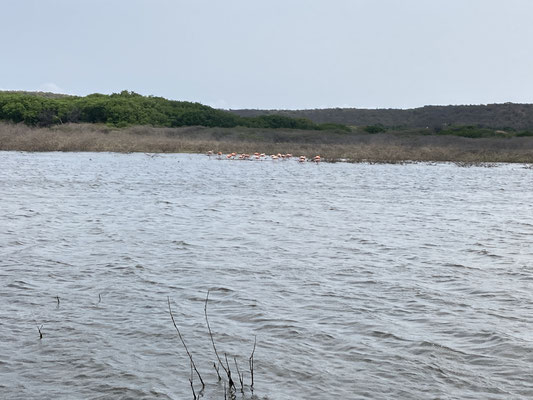 Zoetwaterpoel Muizenberg
