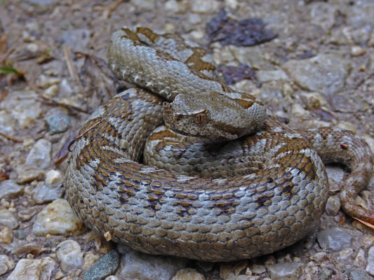 Zandadder (Vipera ammodytes)