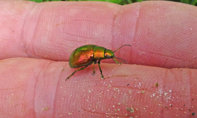 Gastrophysa viridula - Groen zuringhaantje