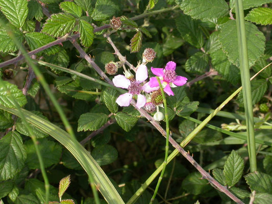 Rubus sanctus - Heilige stekelbraam