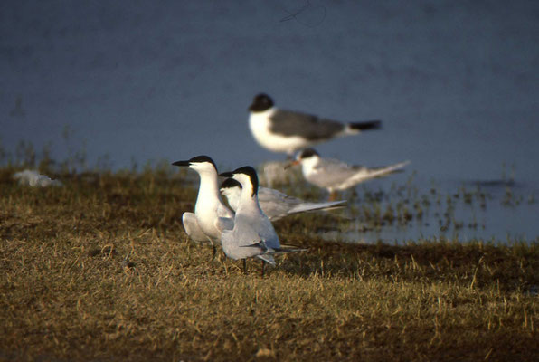 Gull-billed Tern