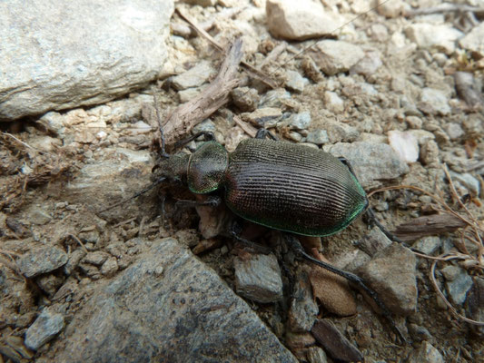 Calosoma inquisitor