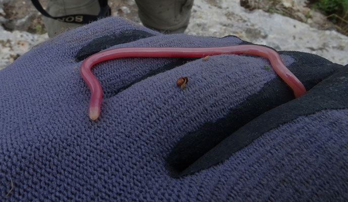 Simon Worm Snake (Rhinotyphlops simoni)