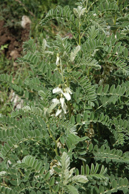 Astragalus lusitanicus