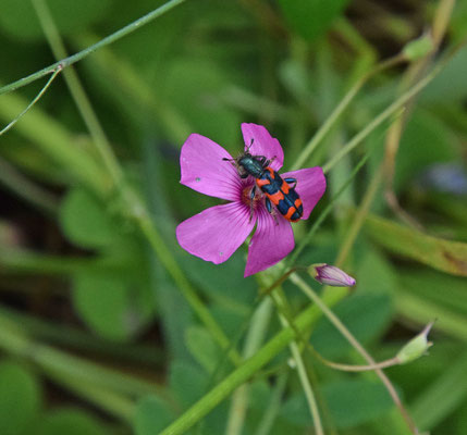 Bijenwolf (Trichodes apiarius)