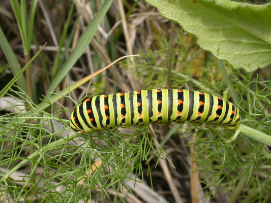 rups van koninginnepage