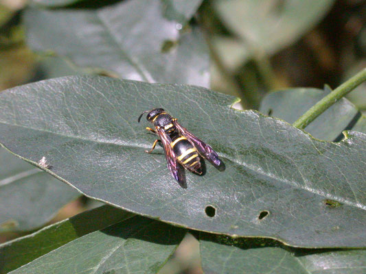Ancistrocerus species - muurwesp