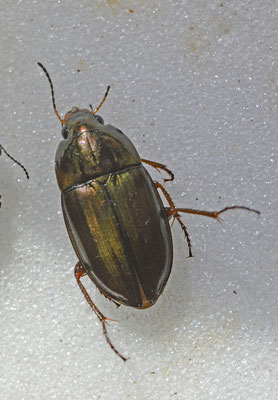 Amara eurynota - Breedrugglimmer