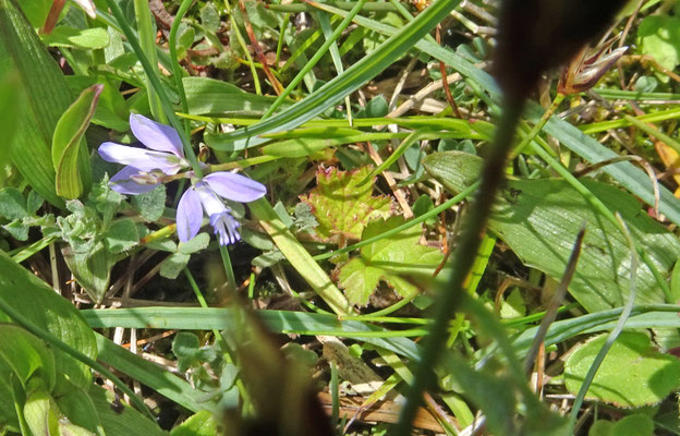 Liggende vleugeltjesbloem