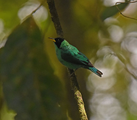 Green Honeycreeper