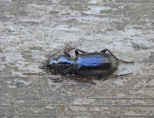 Broscus cephalotes - Dikkopzandgraver