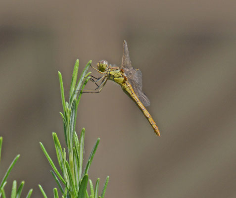 Steenrode heidelibel