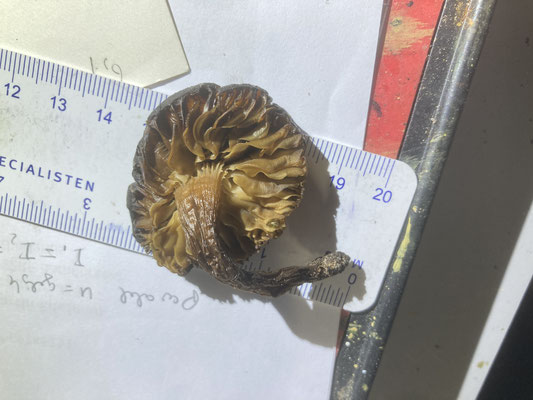 Dermaloma spec - Barsthoed spec.