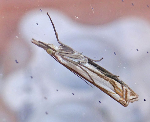 Crambus pascuella - Zilverstreepgrasmot