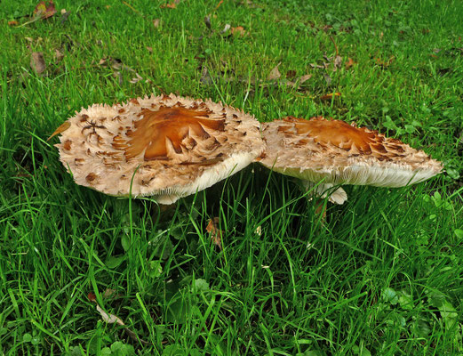 Chlorophyllum rachodes - Knolparasolzwam