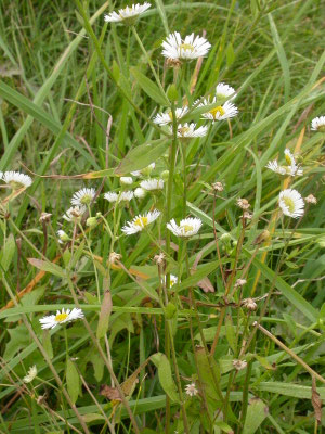 Erigeron annuus - Zomerfijnstraal
