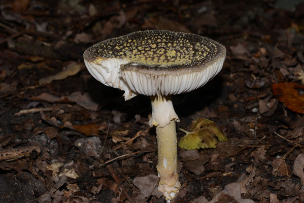 Amanita franchetii - Geelwrattige amaniet