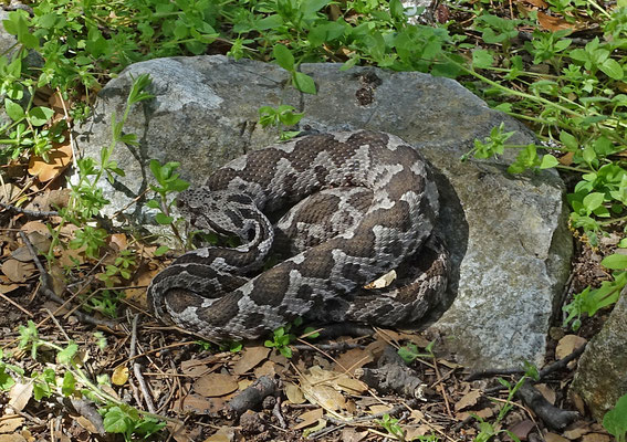 Ottomaanse Adder