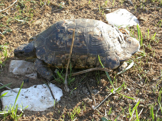 Testudo marginata weissingeri (dwergklokschildpad)