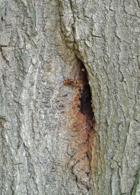 Nest Hoornaars