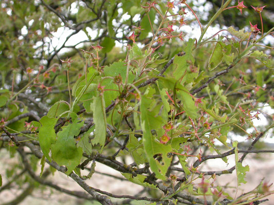 Amelanchier lamarckii  - Amerikaans krentenboompje