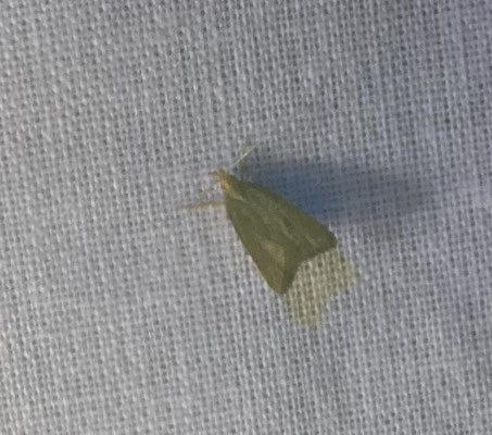 Calamotropha paludella - Lisdoddesnuitmot