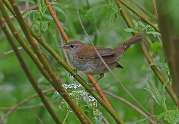 Cetti's zanger
