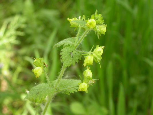 Scrophularia vernalis - Voorjaarshelmkruid