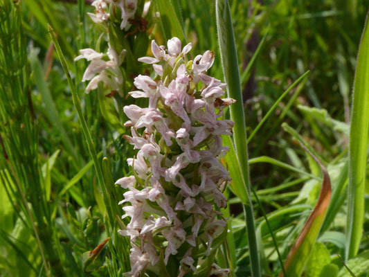Dactylorhiza incarnata - Vleeskleurige orchis
