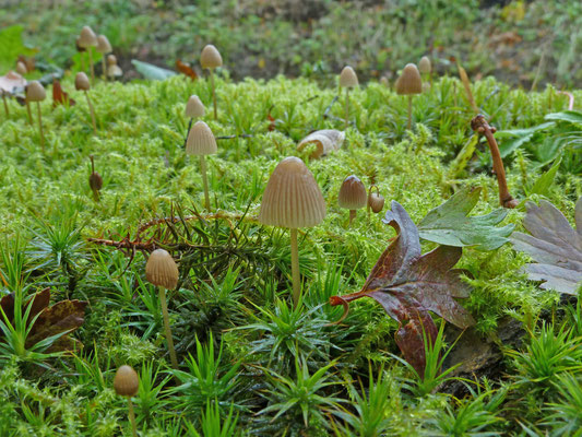 Mycena epipterygia - Graskleefsteelmycena