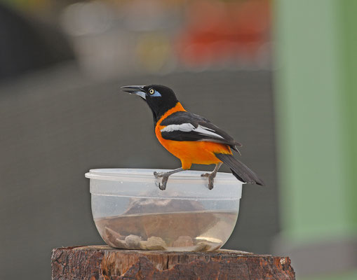 Venezuelan Troupial