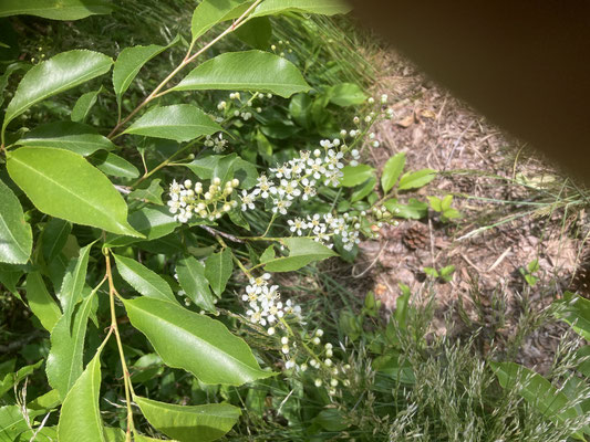 Prunus serotina - Amerikaanse vogelkers