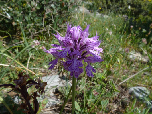 Orchis tridentata