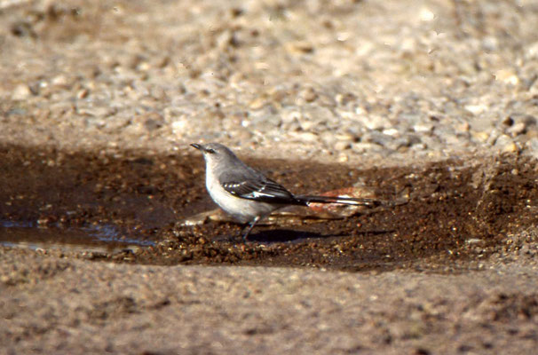Northern Mokingbird