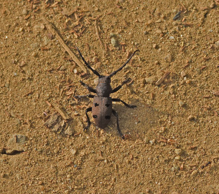 Herophila tristis