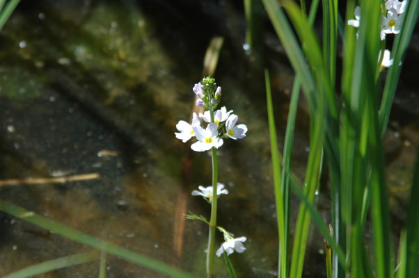 Hottonia palustris - Waterviolier