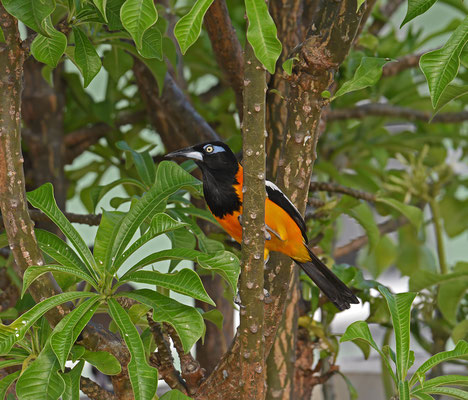 Venezuelan Troupial