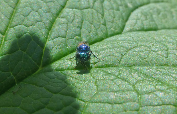 Chrysis ignita-groep Chrysis ignita-gr