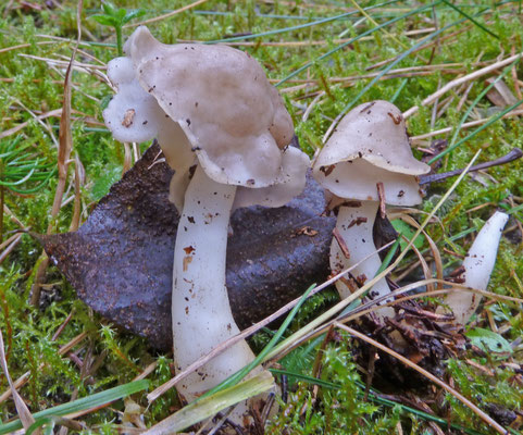 Helvella elastica - Holsteelkluifzwam