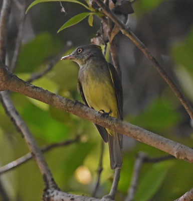 Saffron-crested Tyrant-Manakin