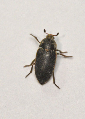Dermestes frischii