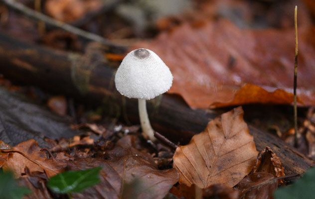 Leucocoprinus brebissonii - Spikkelplooiparasol